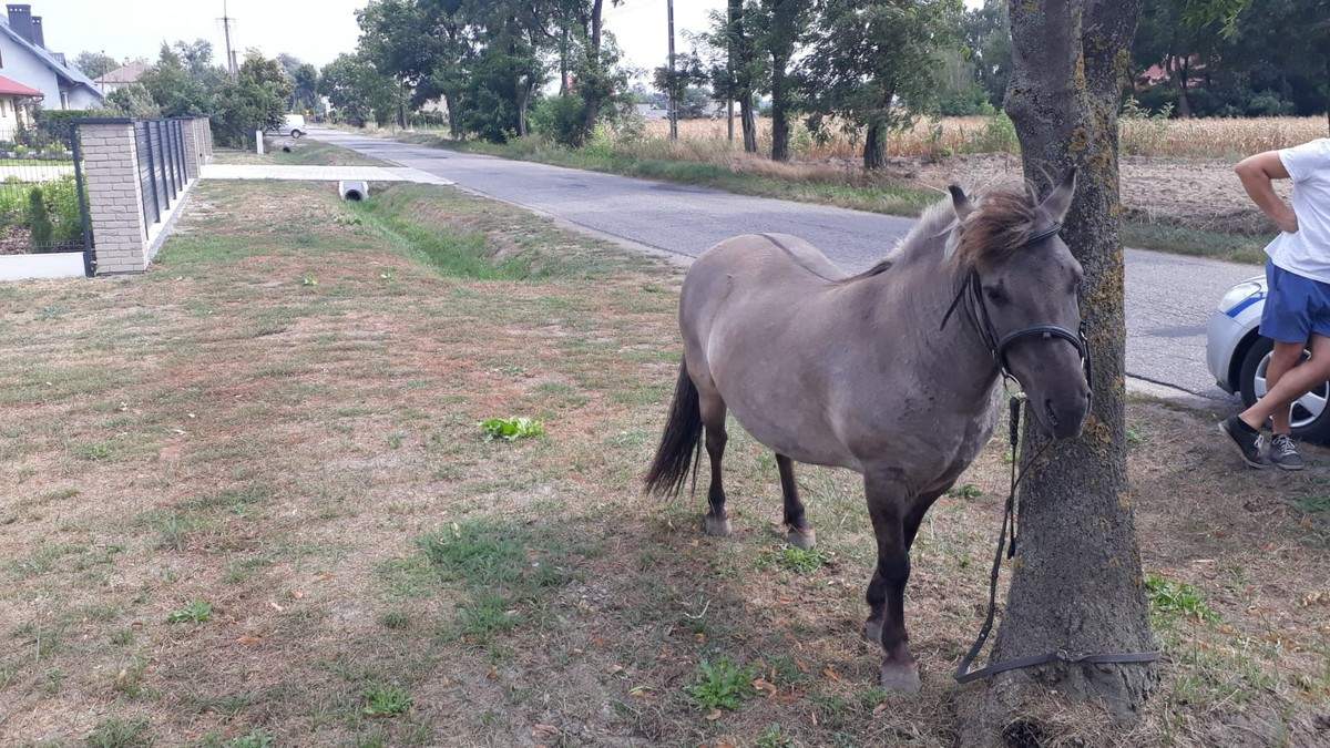 Koń był trzeźwy, on niestety nie. Będzie miał sprawę przed sądem