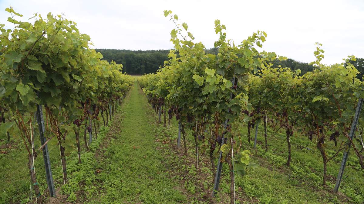 Rozkwit winiarstwa w Polsce