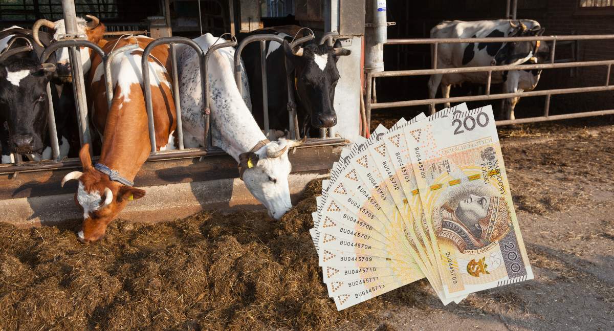 Ten rok pokazał, że ceny żywca - przy sprzyjających okolicznościach rynkowych - mogą rekordowo poszybować w górę. Co czeka hodowców bydła w najbliższych miesiącach?