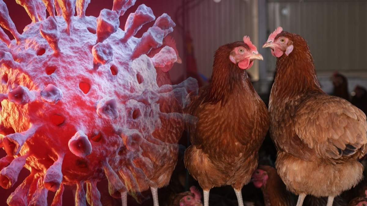 Z powodu rzekomego pomoru drobiu (Newcastle disease - ND) od początku 2025 roku trzeba było wybić już niemal 3,6 mln zwierząt.