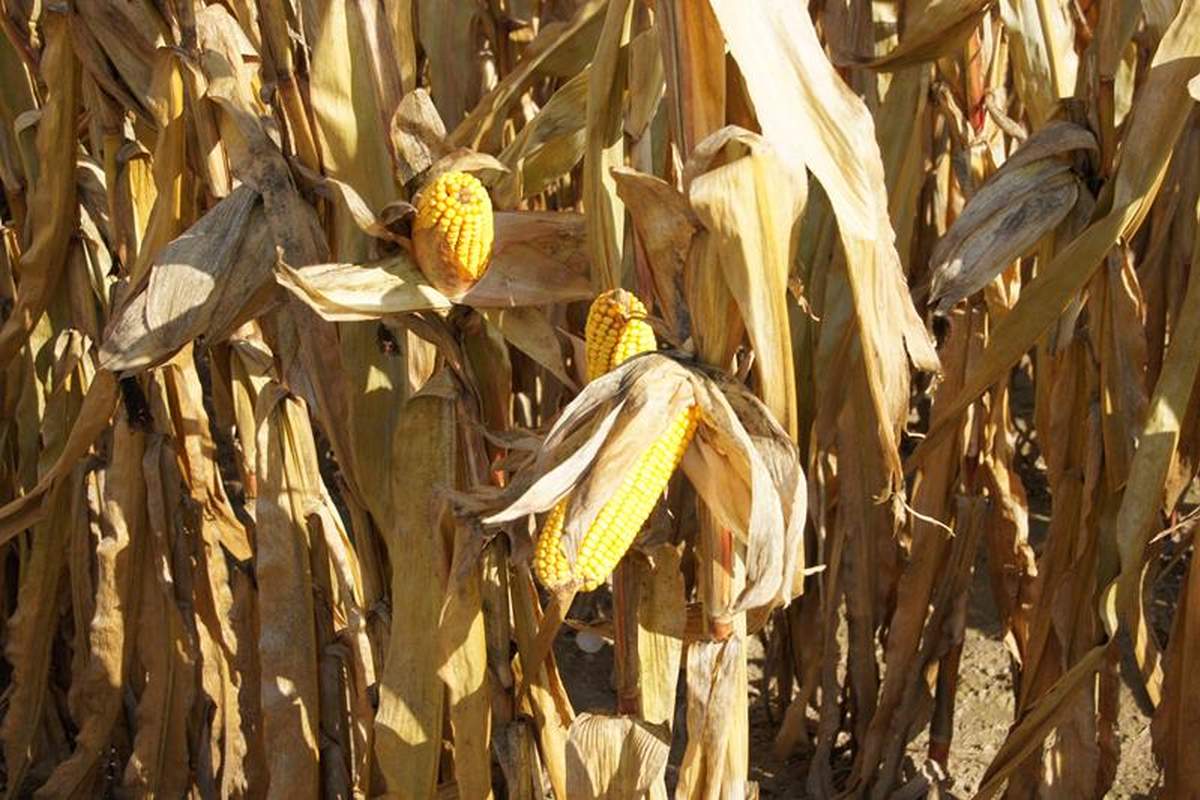 Utrzymująca się wysoka wilgotność ziarna kukurydzy może przyczynić się z kolei do wystąpienia chorób fuzaryjnych.