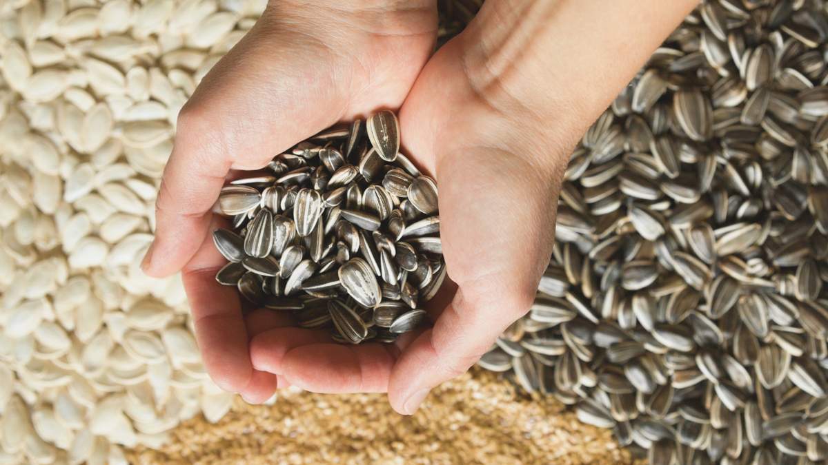 Skup słonecznika - która z firm handlujących ziarnem, kupi słonecznik w sezonie?