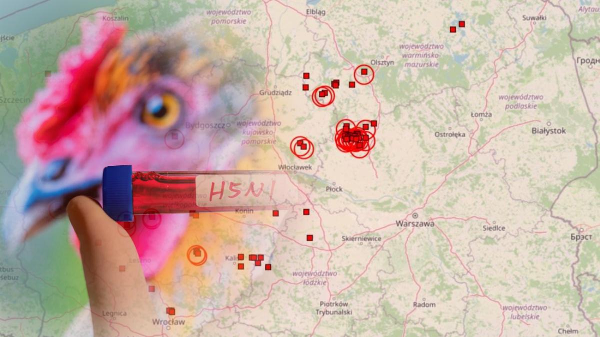 W Polsce odnotowano od początku roku 52 ogniska ptasiej grypy. Ostatnie dwa wykryto odpowiednio 21 i 22 marca.