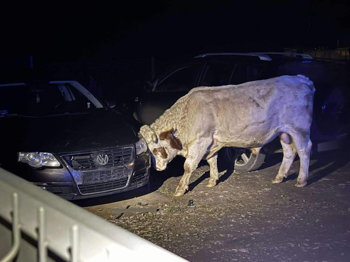 Agresywne byki uciekły z gospodarstwa. Poturbowały właściciela, zniszczyły auta 