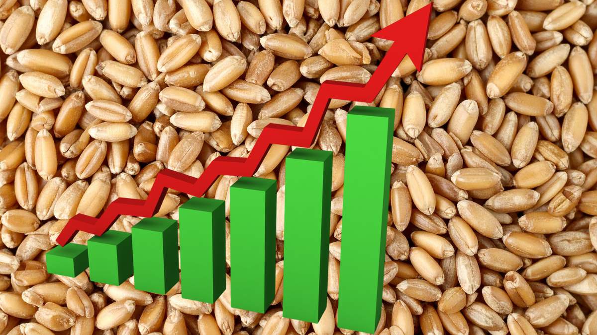 Rosną ceny zbóż, zwłaszcza ziarna paszowego. 