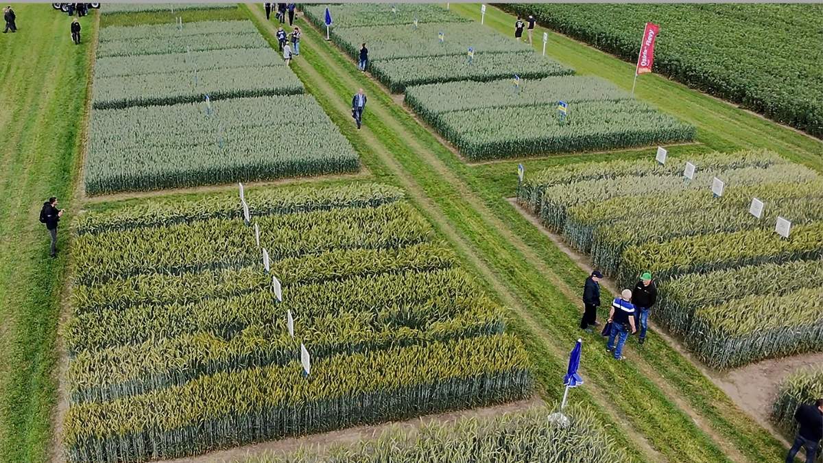 Dni Pola w Strzelcach to już tradycja. Na tegoroczne wydarzenie, organizowane przez HR Strzelce wspólnie z BASF Polska, przybyło ok. 600 rolników. Na miejscu można było zobaczyć ponad 170 odmian.