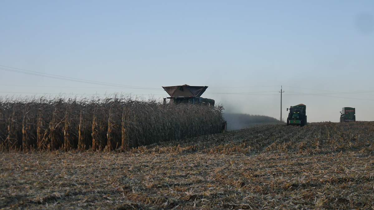 Tegoroczne opóźnione zbiory kukurydzy wpływają na opóźnienie zasiewu ozimin. 