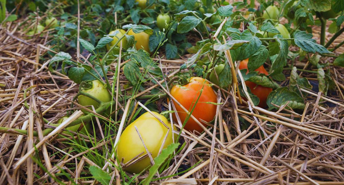 Wszystko wskazuje na to, że rolnicy będący VAT-owcami będą musieli rozliczyć się z fiskusem za towar, który sprzedali w ramach samozbiorów