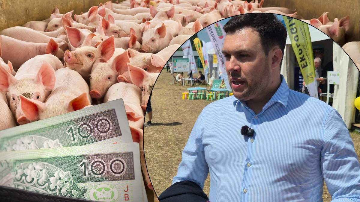 Wiceminister rolnictwa Adam Nowak podkreśla wagę programów skierowanych do producentów trzody chlewnej