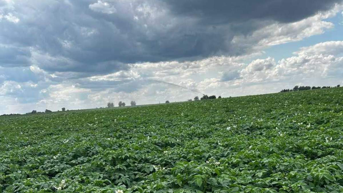 Ziemniak regeneratywny z Wielkopolski