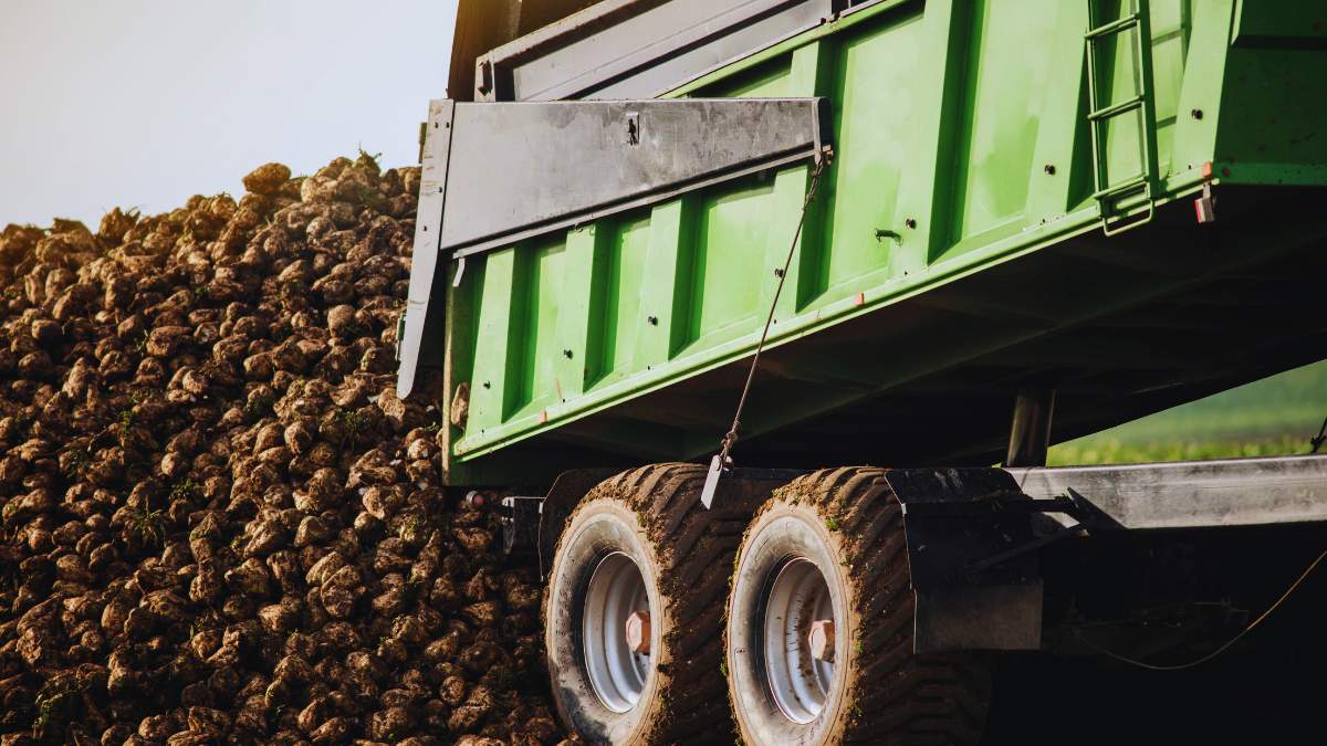 Jakie ceny za buraki cukrowe w KGS S.A.?