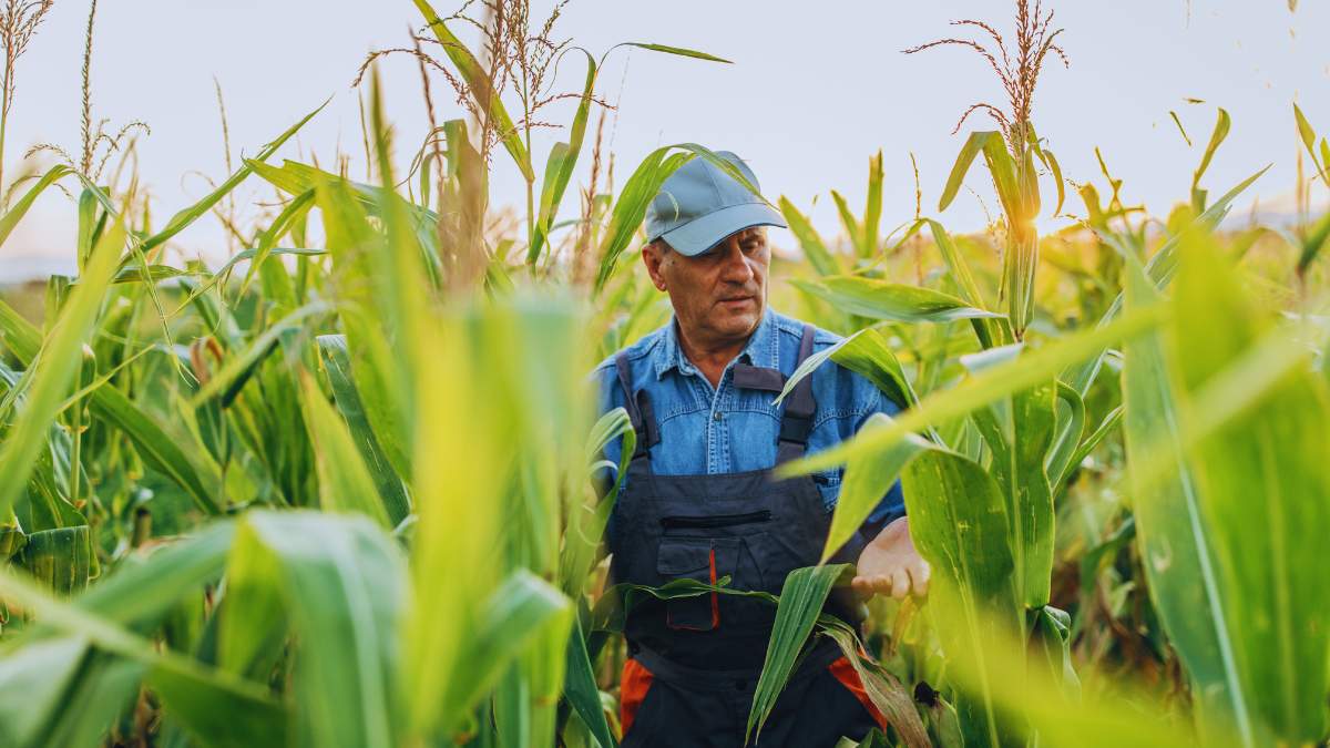 Które odmiany kukurydzy na kiszonkę w tym roku dobrze plonowały? Sprawdziliśmy!