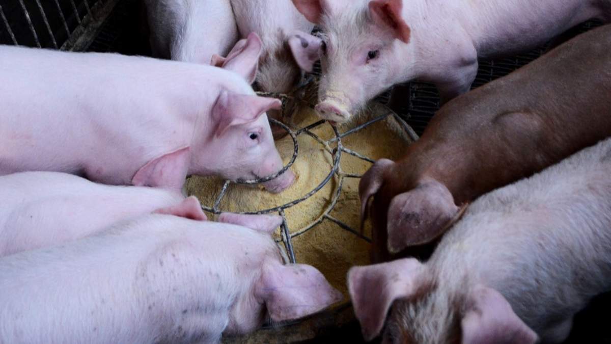 Świeże zboże w żywieniu tuczników – jakie niesie ryzyko i jak je ograniczyć?