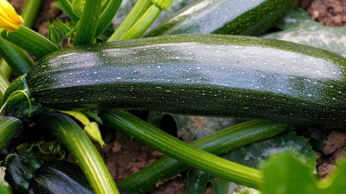 Lipiec to okres owocowania cukinii. Nawozy bogate w składniki odżywcze zapewnią obfite i smaczne plony