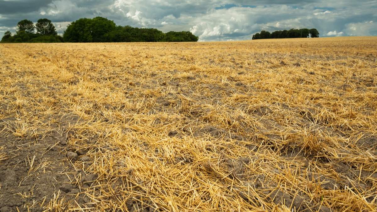 Po okresie żniw gleba jest zazwyczaj mocno wyjałowiona