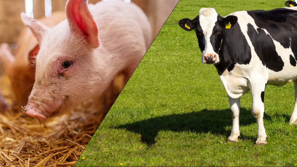 Maksymalna kwota dofinansowania do tzw. dobrostanu świń i bydła wynosi 150 tys. zł