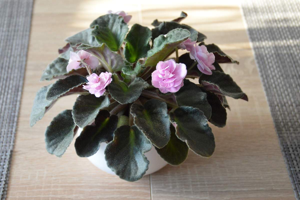 Te rośliny zakwitają dopiero w zimie. Sześć gatunków, które ozdobią każdy dom