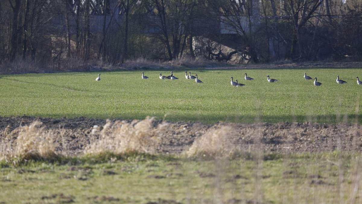 Ptaki  wyżerają uprawy. Czy będą odszkodowania? Jest stanowisko ministra 