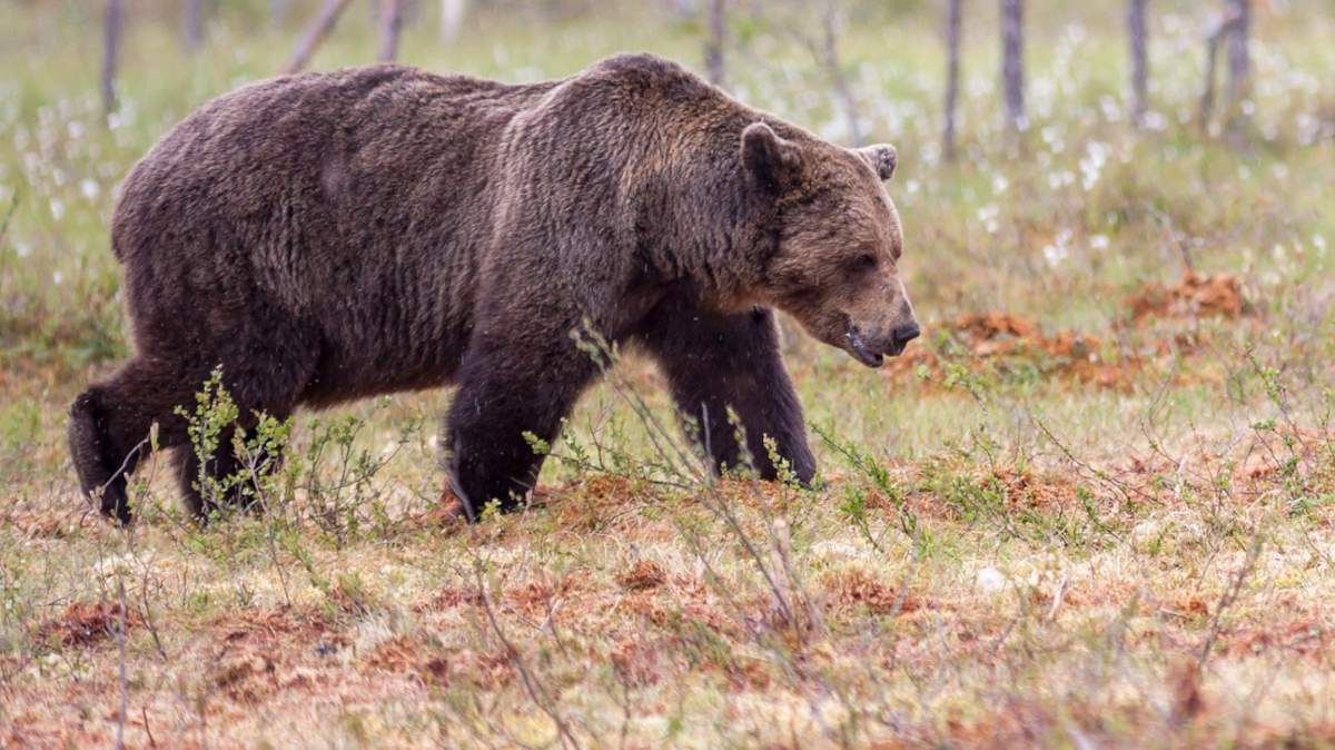 Gumową amunicją chcą strzelać do niedźwiedzia brunatnego i żubra?