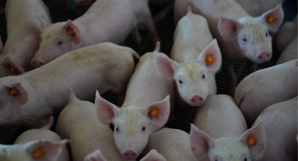 Czy polscy producenci trzody jeszcze chcą inwestować w swoje chlewnie? Jeśli tylko jest taka możliwość - wnioskują o środki pomocowe