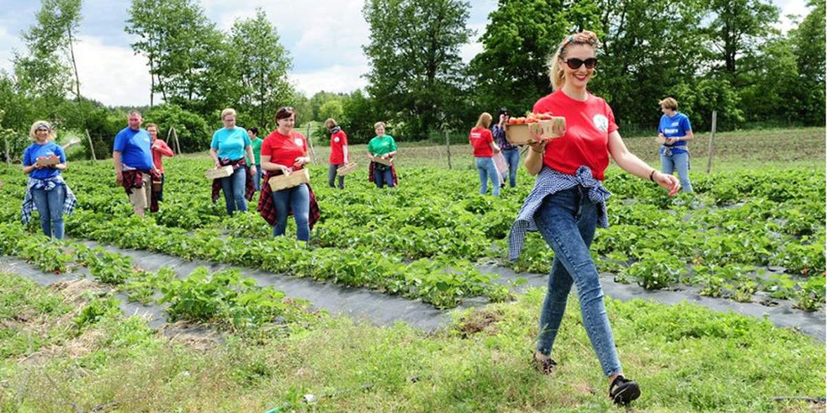 Nauczyciele ze Środy Wlkp. pomogli w zbiorze truskawek