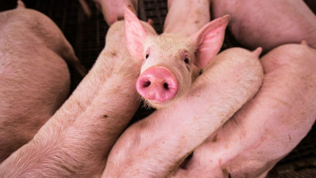 „Koszty ekonomiczne 11 lat ASF w Polsce” taki raport powstał na zlecenie POLPIG