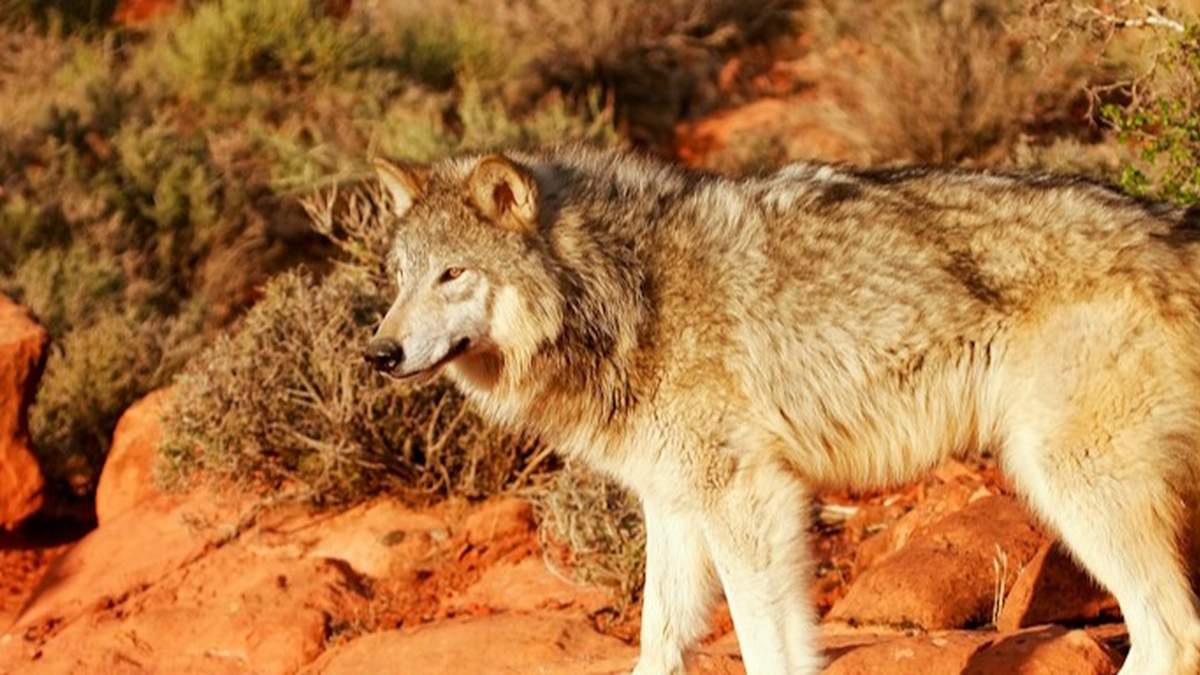 Reintrodukcja wilka szarego w USA miała miejsce w Yellowstone w 1995 roku