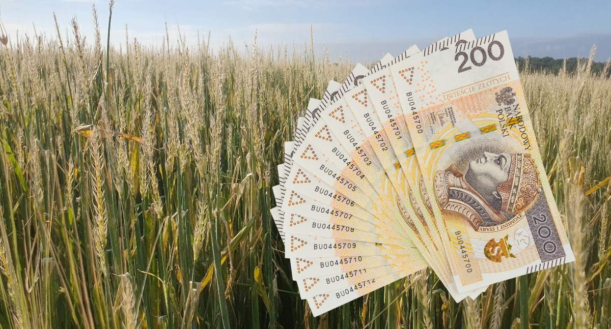 W 2024 roku polisami z dopłatą objętych było 3,8 mln hektarów - najwięcej zbóż, rzepaku oraz kukurydzy