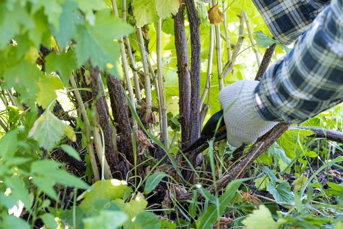 Agrest i porzeczka to rośliny, które wymagają corocznego przycinania