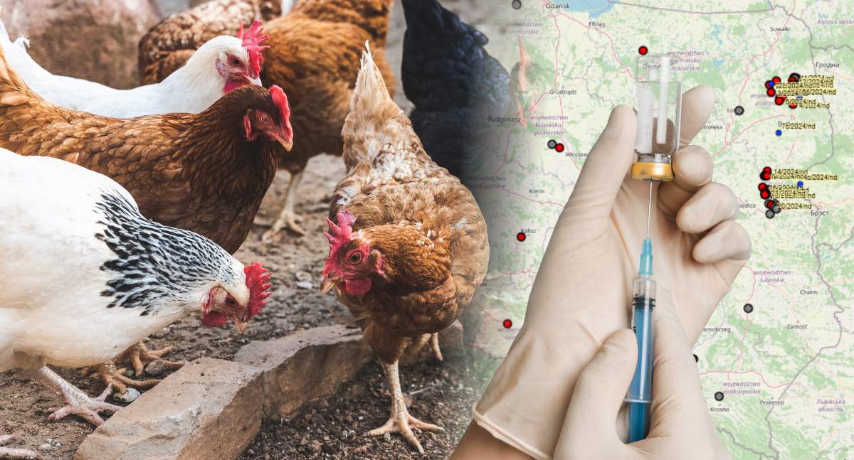 Rzekomy pomór drobiu zbiera żniwo w polskich stadach drobiu - również tych przyzagrodowych. Pojawia się pytanie, czy obowiązkowym szczepieniem nie należałoby objąć również ich