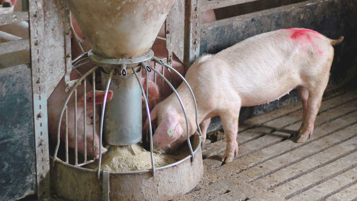 Zbyt drobna pasza a wrzody żołądka u świń – przyczyny i konsekwencje