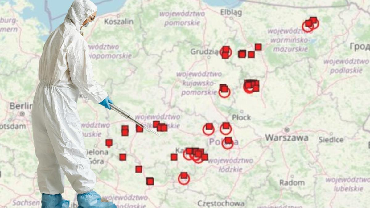 Ptasia grypa znów atakuje. Sytuacja robi się poważna, a liczba zwierząt, które trzeba było zutylizować w zaledwie dwa miesiące, niebezpiecznie zbliża się do liczby z całego roku 2024.