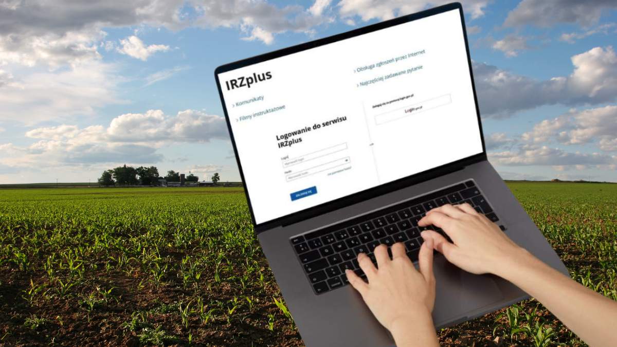 Zgodnie z przepisami posiadacze świń muszą raz na sześć miesięcy przeprowadzić spis stada (nie później niż do końca czerwca i grudnia).