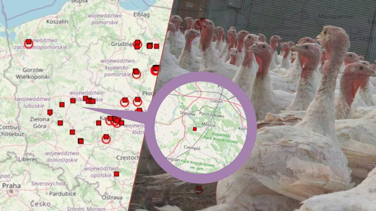 Nowe ognisko ptasiej grypy wykryte zostało 19 lutego w pow. poznańskim w jednym z gospodarstw komercyjnych w gminie Mosina.