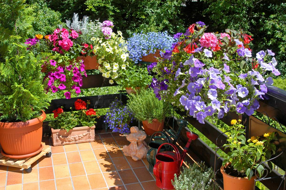 Gatunki roślin na słoneczny balkon dobrze znoszą wysokie temperatury, jednak wymagają regularnego podlewania