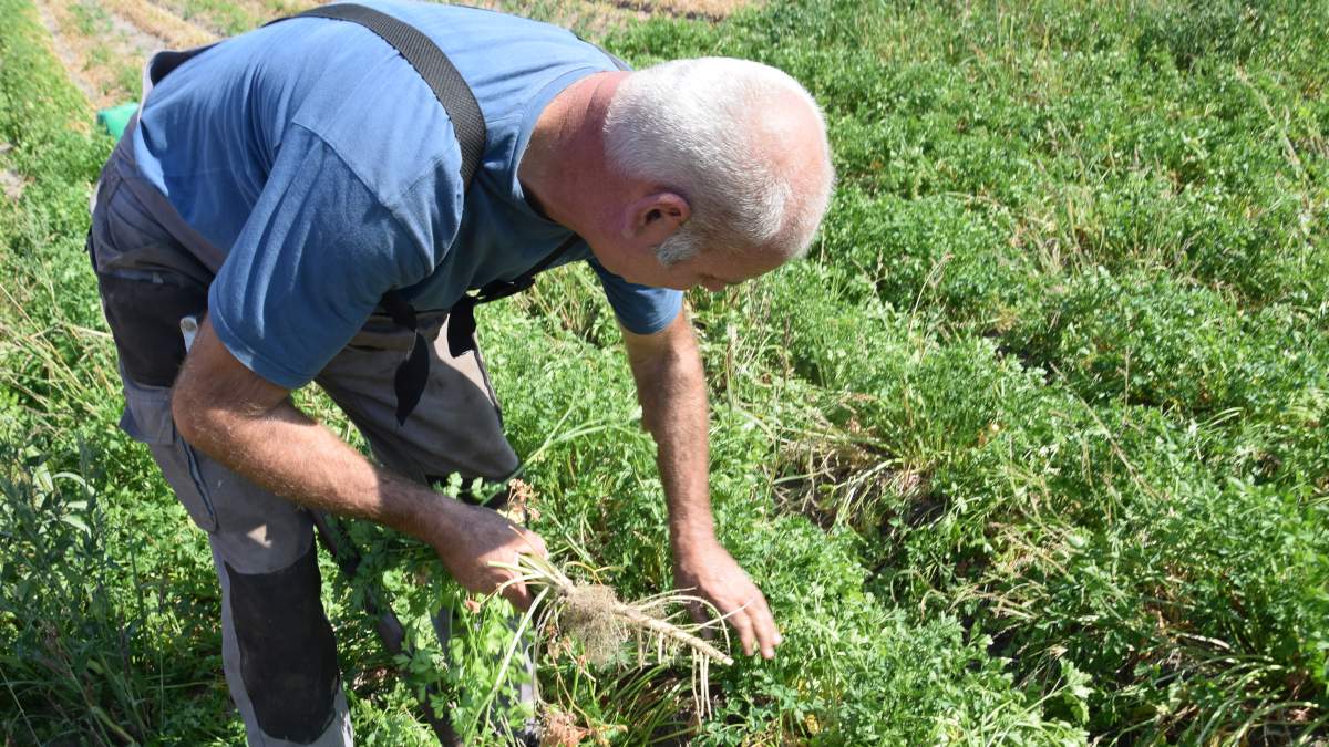 TYLKO U NAS. Czesi odpowiadają rolnikom w sprawie afery z pietruszką  